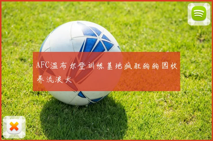 AFC温布尔登训练基地疯狂狗狗园收养流浪犬